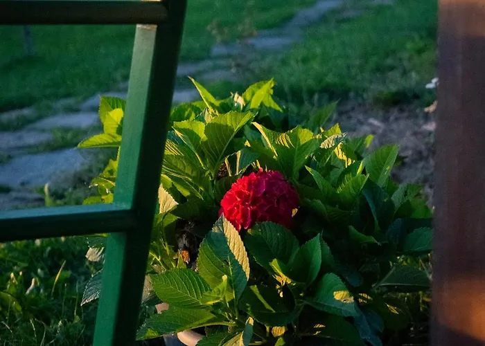 Johanca シャレー Obrov