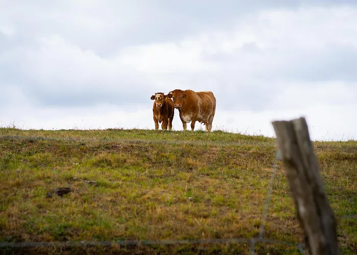 シャレー Johanca *