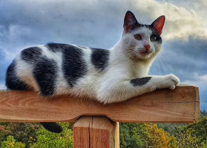 Johanca シャレー